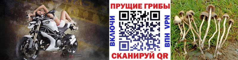 Галлюциногенные грибы Cubensis  Сафоново 